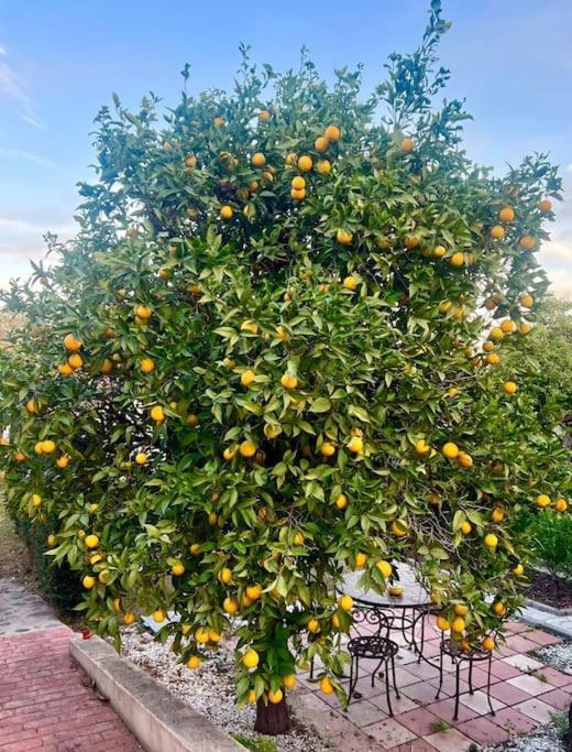 Finca Tierra Sana エステポナ エクステリア 写真