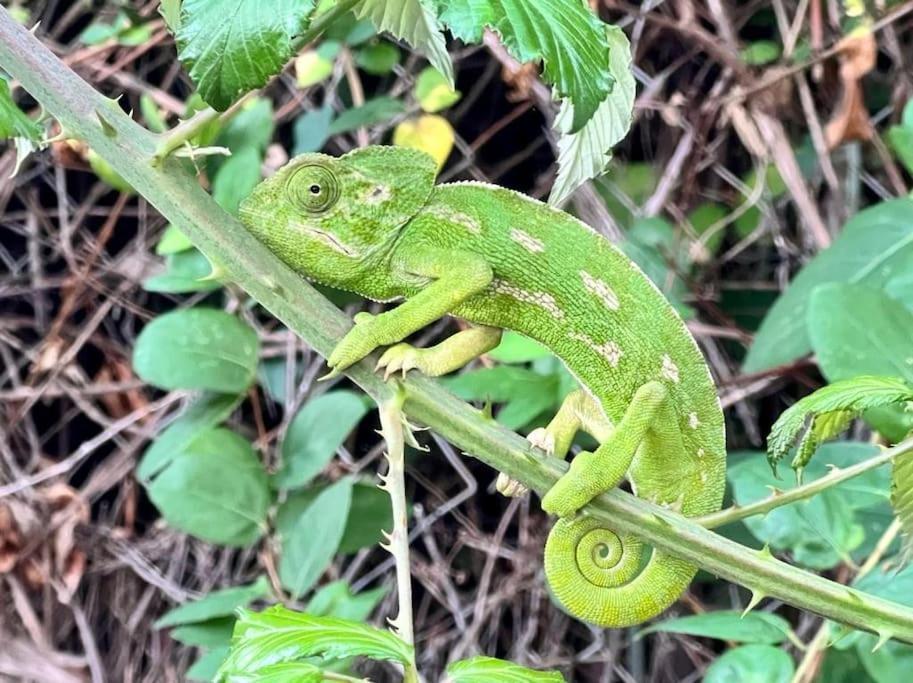 Finca Tierra Sana エステポナ エクステリア 写真