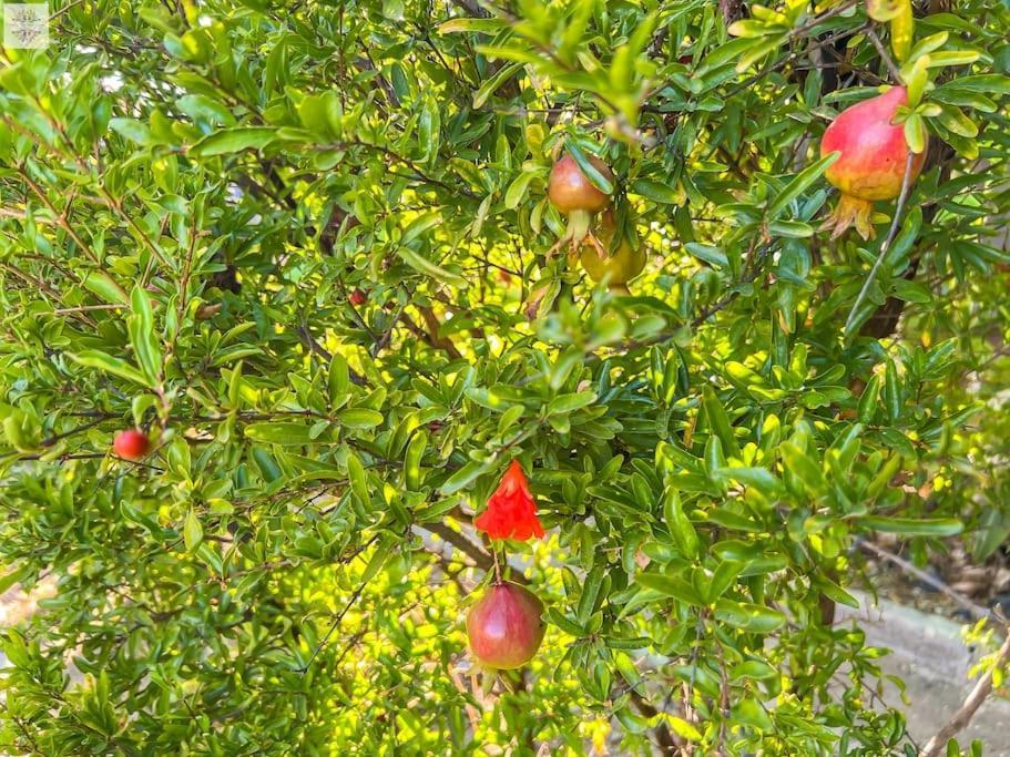 Finca Tierra Sana エステポナ エクステリア 写真