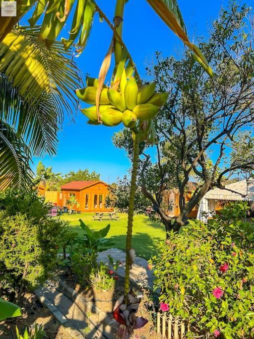 Finca Tierra Sana エステポナ エクステリア 写真